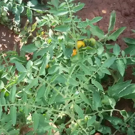 Infinity Pool * 莱乌卡